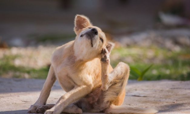 Meu Cachorro Se Coça Muito Mas Não Tem Pulga