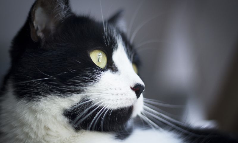 O que é o FeLV – Vírus da Leucemia Felina