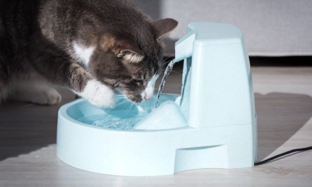 Seu Gato Bebe Muita Água? Entenda!